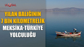 Yılan balığının 7 bin kilometrelik Meksika-Türkiye yolculuğu